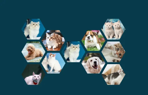 Bone-shape collage layout preview