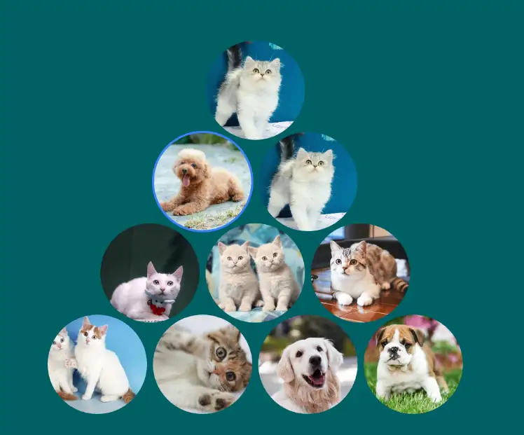 Round triangle collage layout preview